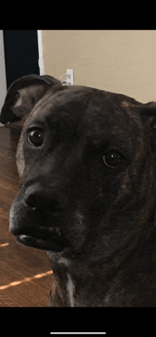 a close up of a dog 's face in a living room