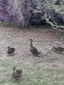 a group of ducks are standing in the grass