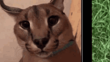 a close up of a cat wearing a collar looking at the camera .