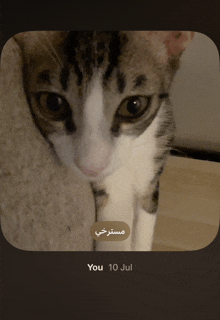 a picture of a cat with the date july 10 on it