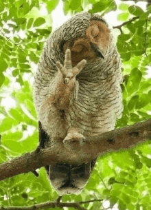 an owl is sitting on a tree branch with its eyes closed and making a peace sign with its hands .