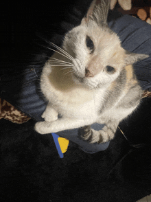 a cat laying on a person 's lap with a toy in its paw