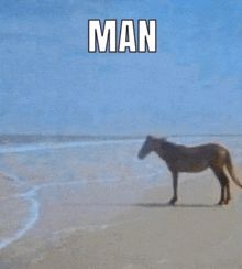 a horse standing on a beach with the words man above it