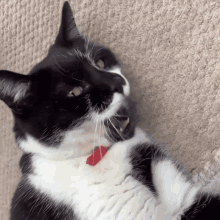 a black and white cat with a red collar laying on a carpet