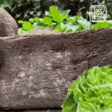 a close up of a piece of wood next to a piece of lettuce with a logo that says pasp 1368