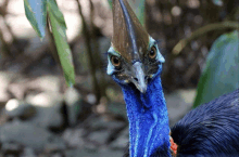 a blue and black bird with a very long beak