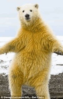 a polar bear standing on its hind legs on a snowy beach .