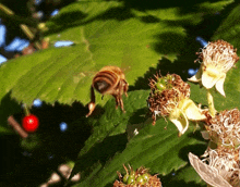 a bee is sitting on a green leaf next to a cherry