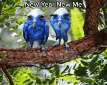 two blue birds sitting on a tree branch with the words new year new me above them