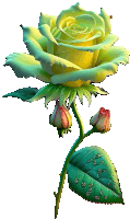 a yellow rose with green leaves and two buds