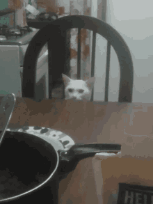 a white cat sitting on a table with a help sign