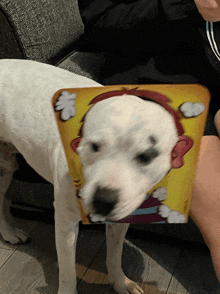 a white dog with a picture of a clown on its face