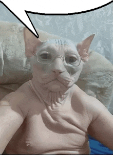 a hairless cat with glasses and a speech bubble above it