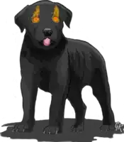 a black puppy with orange eyes is standing on a white background .