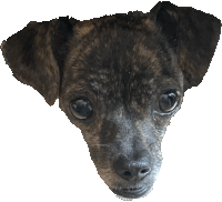 a close up of a small brown dog 's face with a white background