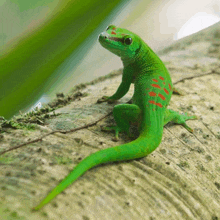 a green lizard with red spots is sitting on a rock