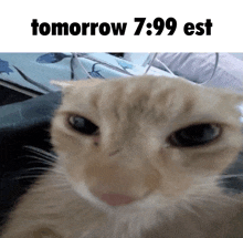 a close up of a cat with the words tomorrow 7:59 est