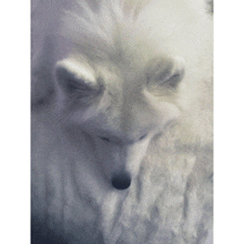 a close up of a white dog 's face with its eyes closed