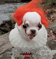 a small dog dressed up as a clown with a caption in portuguese