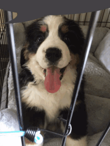 a black and white puppy with its tongue out