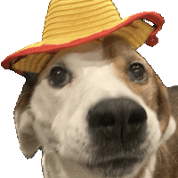 a brown and white dog wearing a yellow and red straw hat