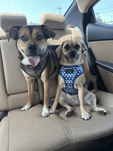 two dogs are sitting in the back seat of a car and one has a harness on that says ruffwear