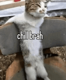 a cat is sitting on a chair with its head on a chair with the words chill brah written on it .