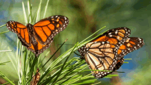 two butterflies are perched on a plant branch