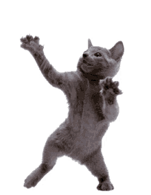 a gray cat is standing on its hind legs and reaching up