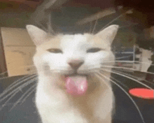 a white cat is sticking its tongue out .