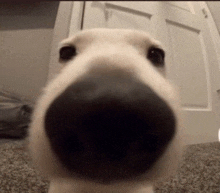 a close up of a dog 's nose and eyes