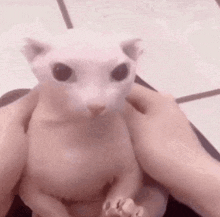 a person is holding a hairless cat in their arms and looking at the camera .