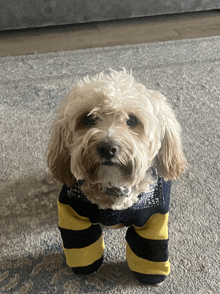 a small dog wearing a sweater that says ralph lauren on it