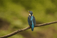 a colorful bird perched on a branch with a green background