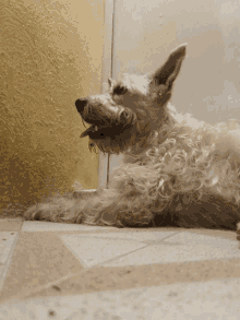 a dog laying on a tiled floor with its tongue out