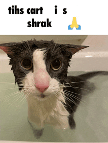 a black and white cat in a bathtub with a caption that says tihs cart i 's shrak