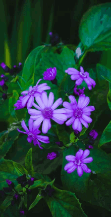 a bunch of purple flowers with green leaves