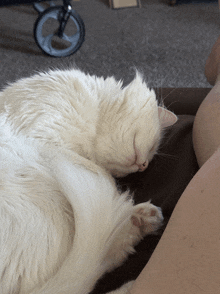 a white cat sleeping on a person 's lap