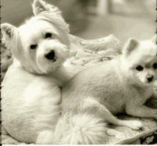 two small white dogs laying on a blanket