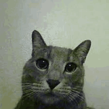 a close up of a cat looking at the camera with a white background .