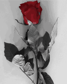 a black and white photo of a red rose with black leaves