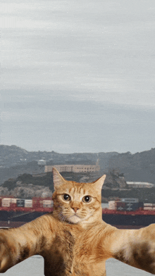 a cat is taking a selfie in front of a bridge