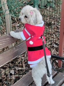 a small white dog wearing a santa claus outfit is standing on a wooden bench