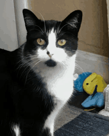 a black and white cat looking at the camera