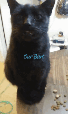 a black cat with the name our bart written on its chest