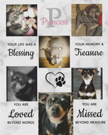 a collage of pictures of a dog with the words your life was a blessing your memory a treasure and you are loved beyond words