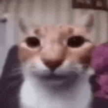 a close up of a cat 's face looking at the camera with a blurry background .