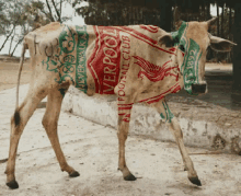 a cow with a liverpool football club scarf on its back