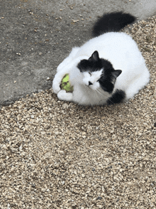 a black and white cat laying on gravel with a tennis ball in its paw