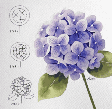 a step by step drawing of a purple flower